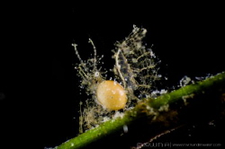 B I G - P A R A S I T E
Hairy Shrimp (Phycocaris simulan... by Irwin Ang 